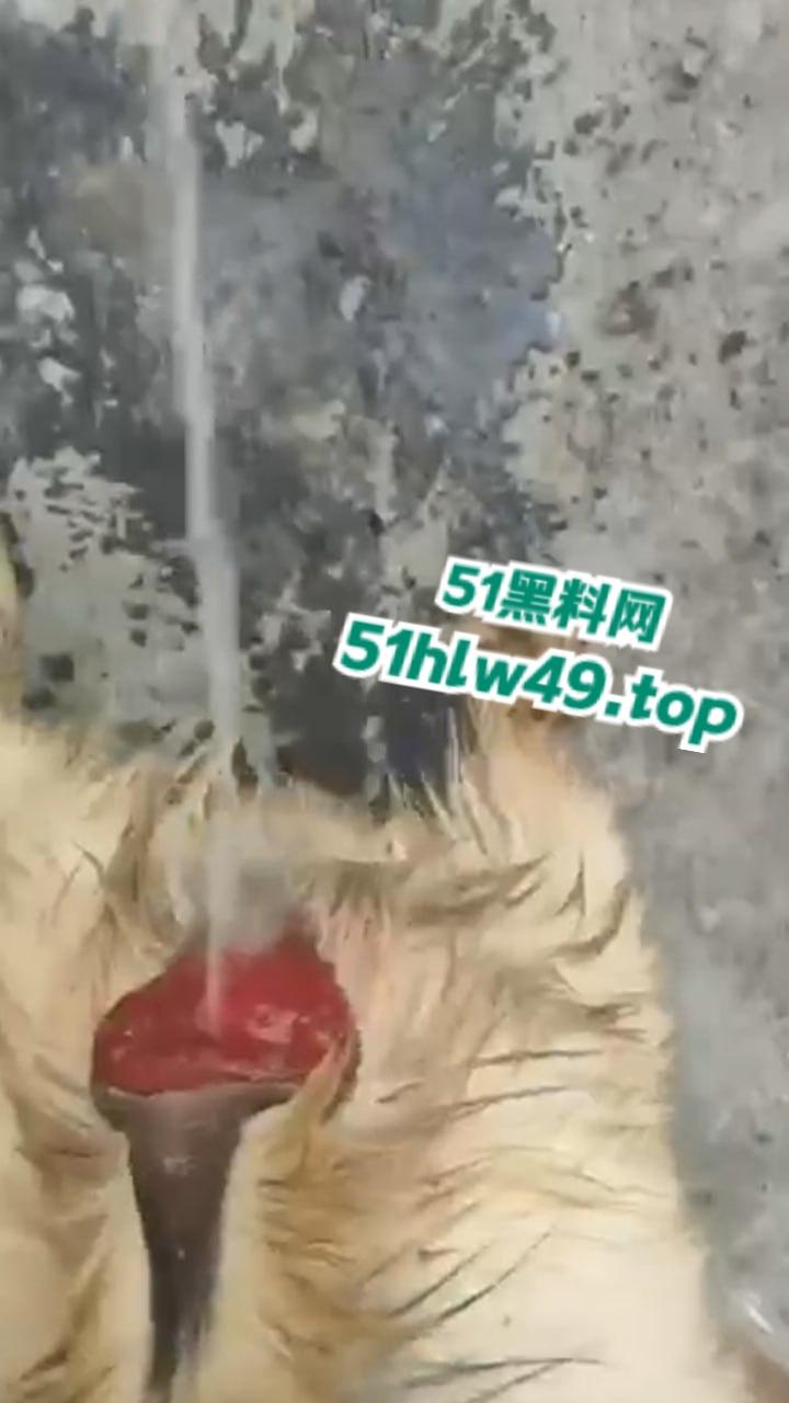 公羊群竟也有基佬，瓜友曝光自己家小羊遭一群公羊后入轮奸，屁眼都给干翻了把小编都看笑了！  第4张