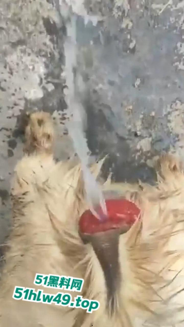 公羊群竟也有基佬，瓜友曝光自己家小羊遭一群公羊后入轮奸，屁眼都给干翻了把小编都看笑了！  第5张