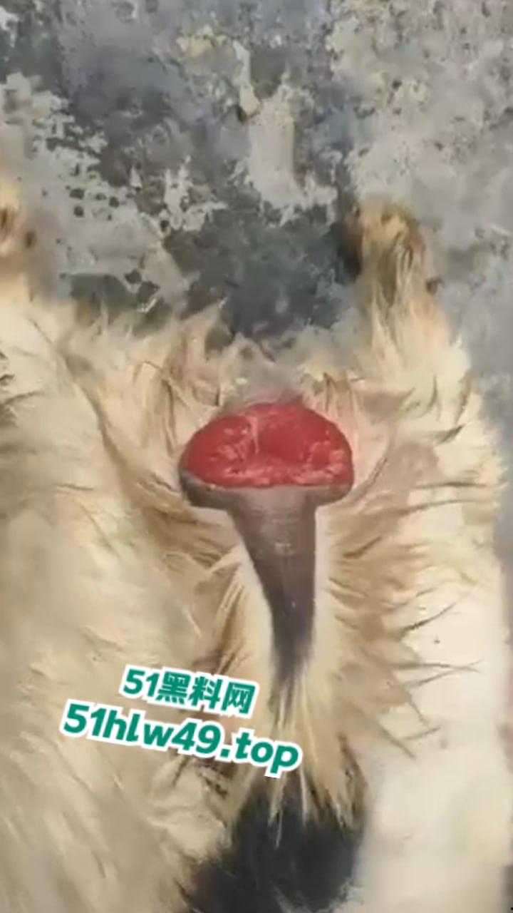 公羊群竟也有基佬，瓜友曝光自己家小羊遭一群公羊后入轮奸，屁眼都给干翻了把小编都看笑了！  第6张