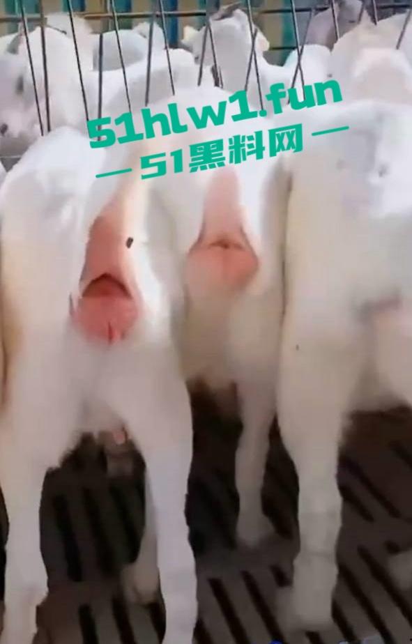 炸裂三观，网友分享自己【人兽羊】的真实经历还附带视频，这小羊的嫩逼堪比萝莉吗  第5张