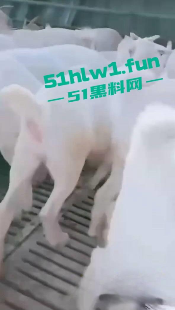 炸裂三观，网友分享自己【人兽羊】的真实经历还附带视频，这小羊的嫩逼堪比萝莉吗  第8张