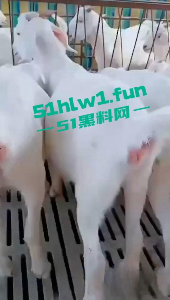 炸裂三观，网友分享自己【人兽羊】的真实经历还附带视频，这小羊的嫩逼堪比萝莉吗  第9张