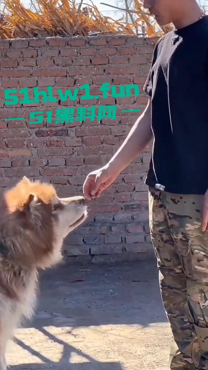 网红狗艾特疑遭训狗师【潘宏】虐待致死,女明星陈乔恩蹭热点带节奏被网友骂上热搜。 第1张 网红狗艾特疑遭训狗师【潘宏】虐待致死,女明星陈乔恩蹭热点带节奏被网友骂上热搜。 第1张