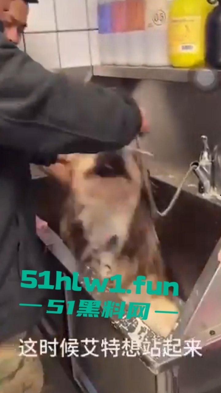 网红狗艾特疑遭训狗师【潘宏】虐待致死,女明星陈乔恩蹭热点带节奏被网友骂上热搜。 第6张 网红狗艾特疑遭训狗师【潘宏】虐待致死,女明星陈乔恩蹭热点带节奏被网友骂上热搜。 第6张