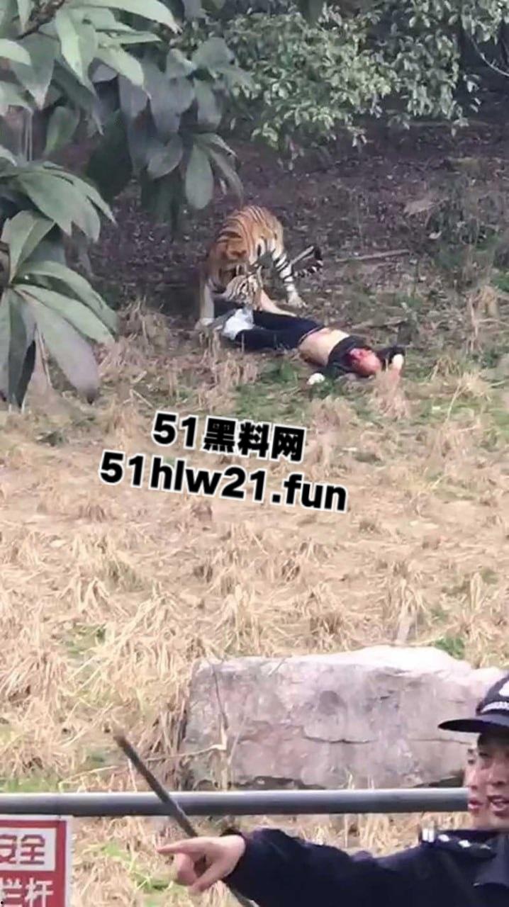 浙江宁波雅戈尔动物园,男子翻越围墙遭老虎攻击致死,老虎遭警方枪杀,园方称死者并没有买票。 第4张 浙江宁波雅戈尔动物园,男子翻越围墙遭老虎攻击致死,老虎遭警方枪杀,园方称死者并没有买票。 第4张
