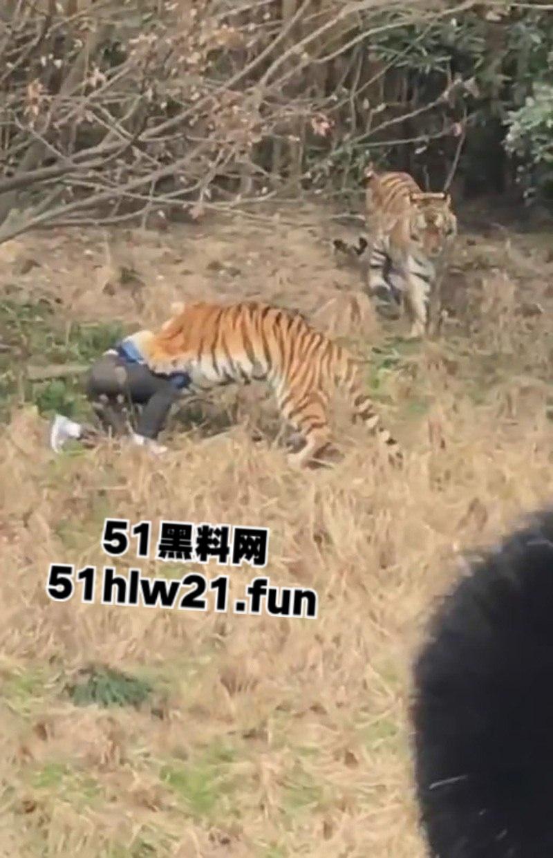 浙江宁波雅戈尔动物园,男子翻越围墙遭老虎攻击致死,老虎遭警方枪杀,园方称死者并没有买票。 第6张 浙江宁波雅戈尔动物园,男子翻越围墙遭老虎攻击致死,老虎遭警方枪杀,园方称死者并没有买票。 第6张