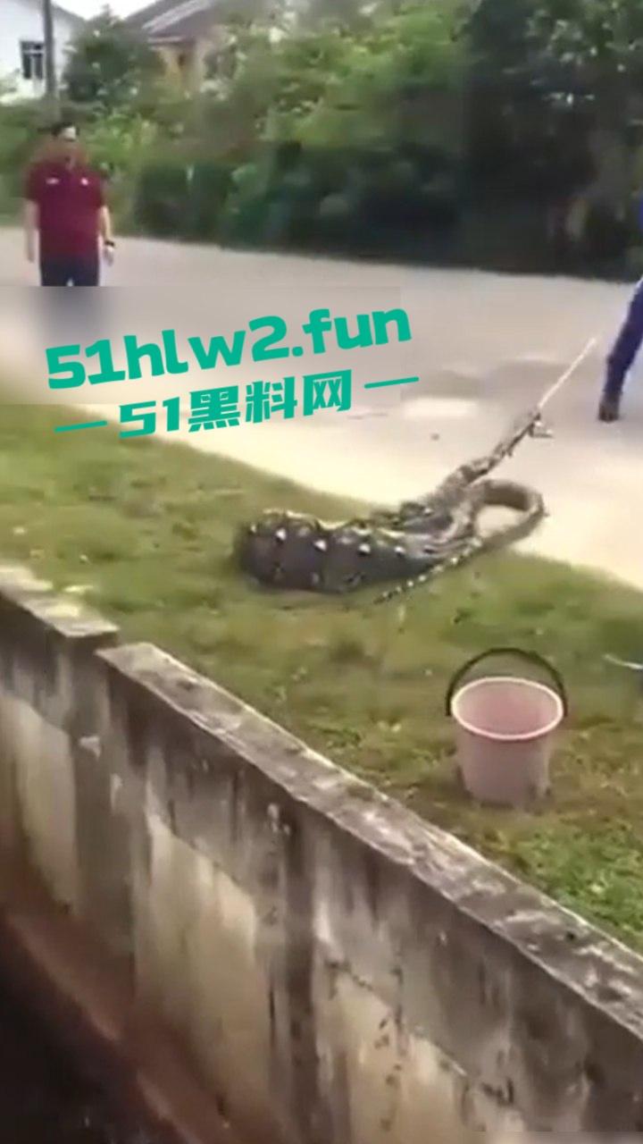 印尼猎奇事件,一妇女在回家途中遭蟒蛇袭击,将其缠绕致死后将妇女吞入腹中被村民发现将蟒蛇打死。 第3张 印尼猎奇事件,一妇女在回家途中遭蟒蛇袭击,将其缠绕致死后将妇女吞入腹中被村民发现将蟒蛇打死。 第3张