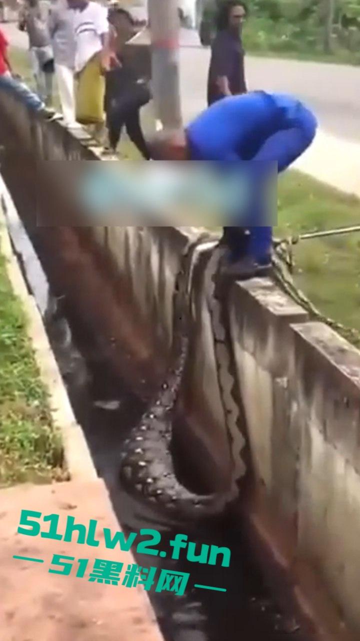 印尼猎奇事件,一妇女在回家途中遭蟒蛇袭击,将其缠绕致死后将妇女吞入腹中被村民发现将蟒蛇打死。 第4张 印尼猎奇事件,一妇女在回家途中遭蟒蛇袭击,将其缠绕致死后将妇女吞入腹中被村民发现将蟒蛇打死。 第4张