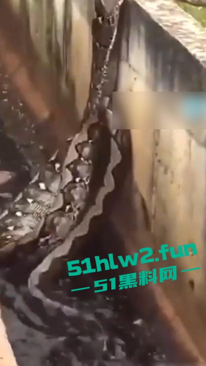 印尼猎奇事件,一妇女在回家途中遭蟒蛇袭击,将其缠绕致死后将妇女吞入腹中被村民发现将蟒蛇打死。 第5张 印尼猎奇事件,一妇女在回家途中遭蟒蛇袭击,将其缠绕致死后将妇女吞入腹中被村民发现将蟒蛇打死。 第5张