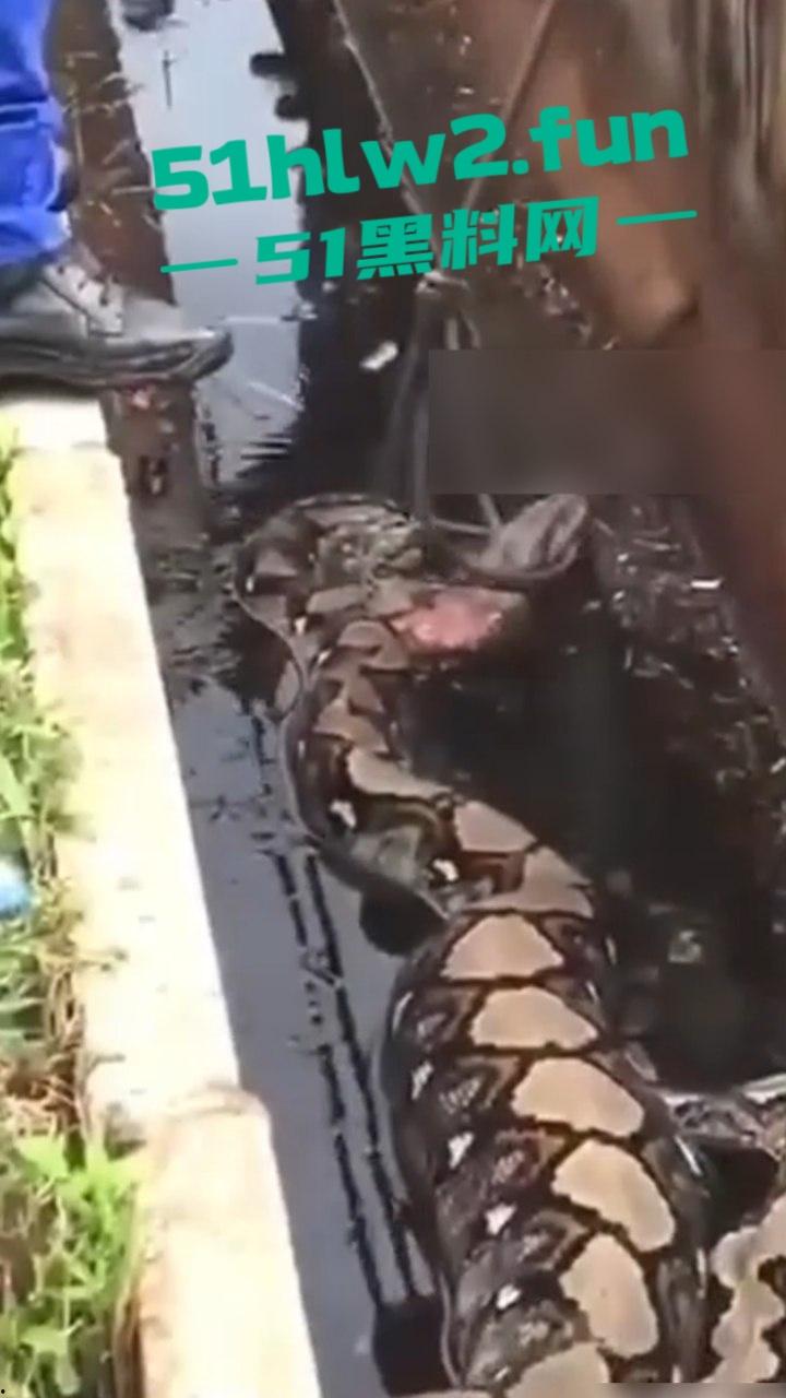 印尼猎奇事件,一妇女在回家途中遭蟒蛇袭击,将其缠绕致死后将妇女吞入腹中被村民发现将蟒蛇打死。 第6张 印尼猎奇事件,一妇女在回家途中遭蟒蛇袭击,将其缠绕致死后将妇女吞入腹中被村民发现将蟒蛇打死。 第6张