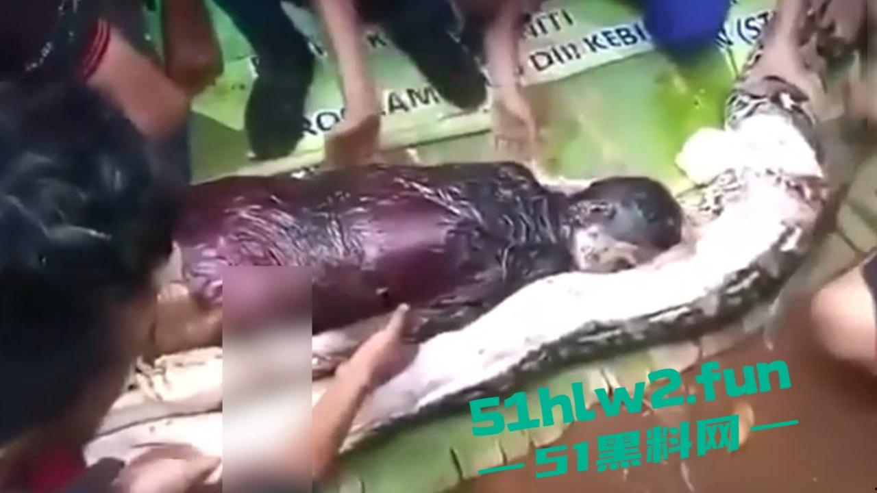 印尼猎奇事件,一妇女在回家途中遭蟒蛇袭击,将其缠绕致死后将妇女吞入腹中被村民发现将蟒蛇打死。 第8张 印尼猎奇事件,一妇女在回家途中遭蟒蛇袭击,将其缠绕致死后将妇女吞入腹中被村民发现将蟒蛇打死。 第8张