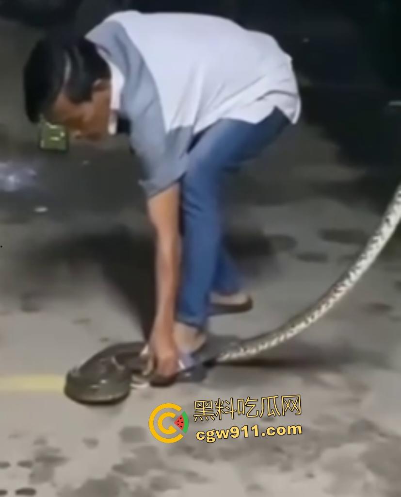 印度作死狂人闲蛋疼踩蟒蛇遭反杀！巨蟒一口咬住小腿死缠不放，发觉人太大吃不下灰溜溜逃窜！  第1张
