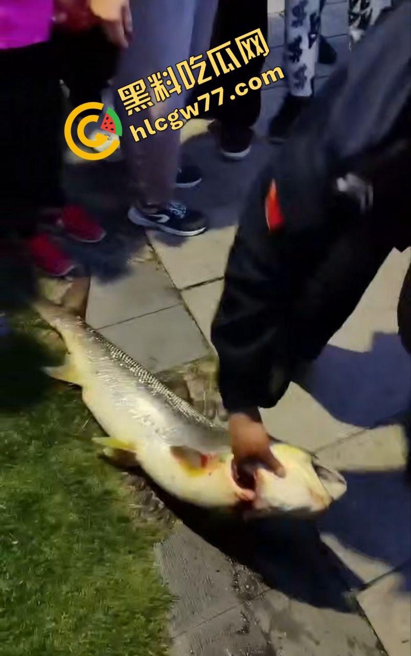 浙江宁波月湖公园惊爆变态大瓜，男子偷鱼用鱼嘴撸管，保安抓场逼放生！  第3张