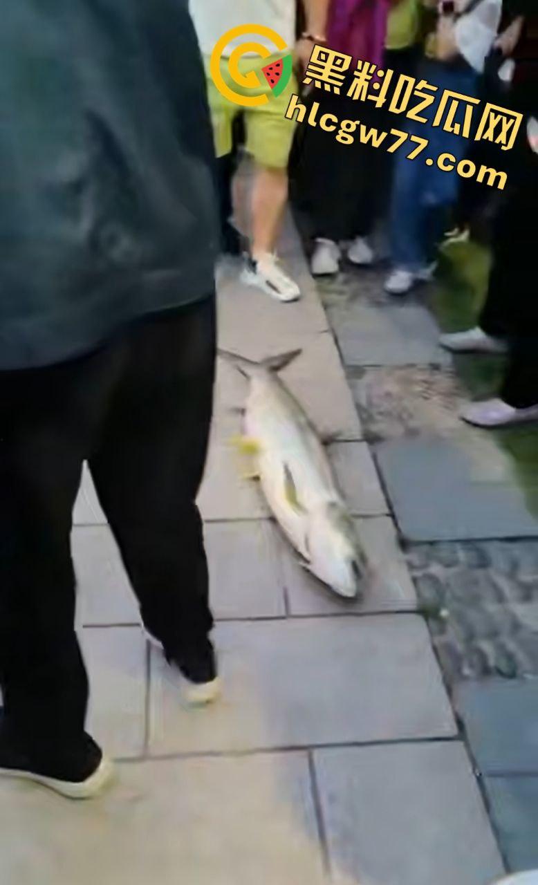 浙江宁波月湖公园惊爆变态大瓜，男子偷鱼用鱼嘴撸管，保安抓场逼放生！  第5张