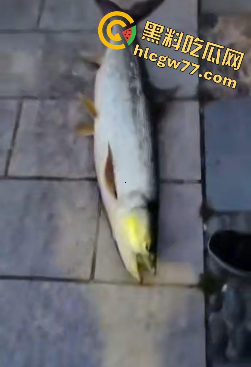 浙江宁波月湖公园惊爆变态大瓜，男子偷鱼用鱼嘴撸管，保安抓场逼放生！  第8张