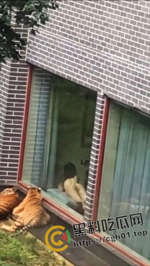 江苏南通动物园酒店!老虎遇上骚逼都懵逼 这是谁的臭母狗赶紧领走 第1张 江苏南通动物园酒店!老虎遇上骚逼都懵逼 这是谁的臭母狗赶紧领走 第1张