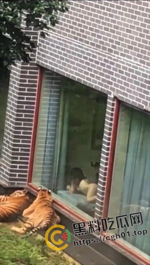 江苏南通动物园酒店!老虎遇上骚逼都懵逼 这是谁的臭母狗赶紧领走 第2张 江苏南通动物园酒店!老虎遇上骚逼都懵逼 这是谁的臭母狗赶紧领走 第2张