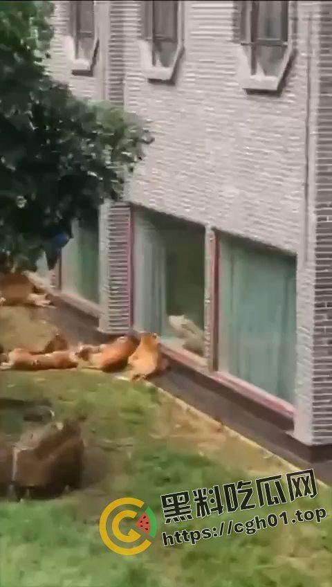 江苏南通动物园酒店!老虎遇上骚逼都懵逼 这是谁的臭母狗赶紧领走 第3张 江苏南通动物园酒店!老虎遇上骚逼都懵逼 这是谁的臭母狗赶紧领走 第3张