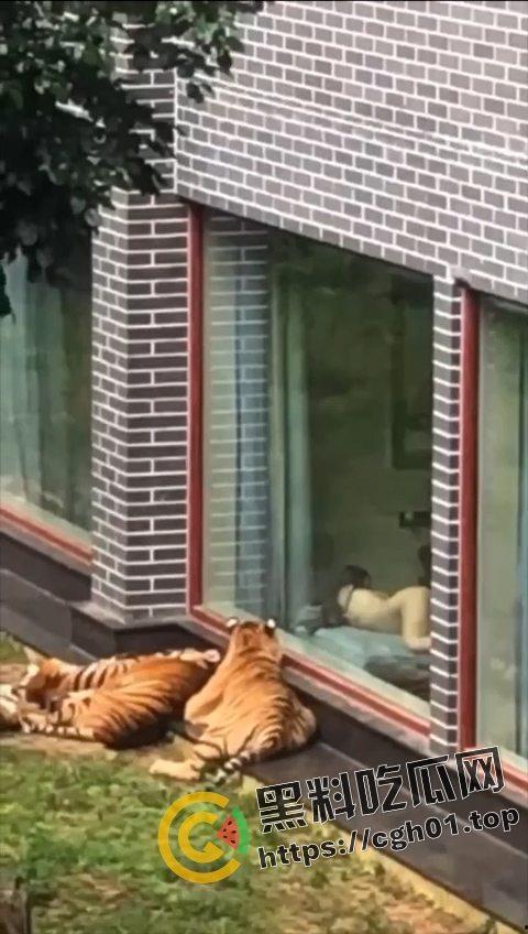 江苏南通动物园酒店!老虎遇上骚逼都懵逼 这是谁的臭母狗赶紧领走 第4张 江苏南通动物园酒店!老虎遇上骚逼都懵逼 这是谁的臭母狗赶紧领走 第4张