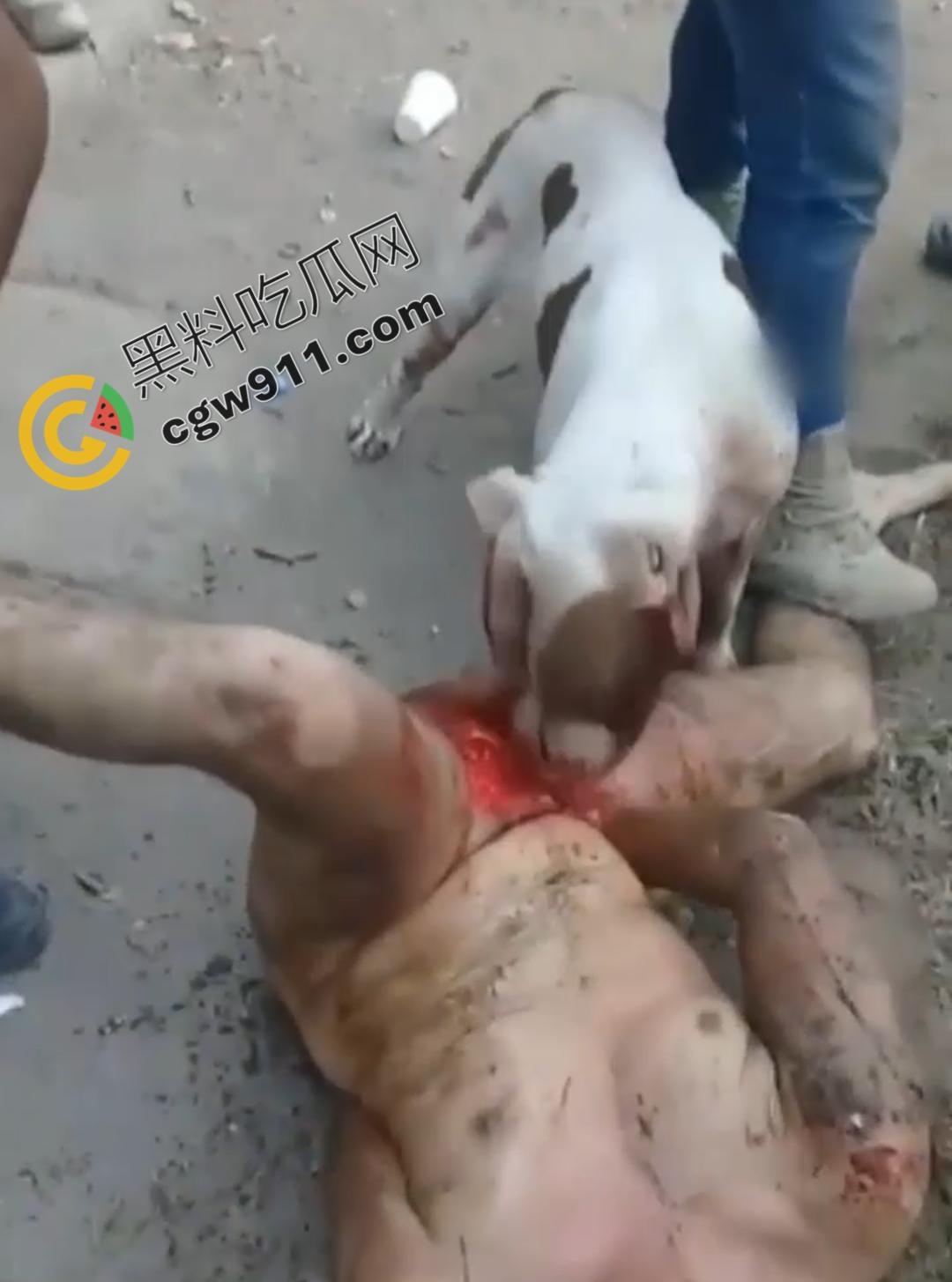 墨西哥城黑帮刑事件:裸男遭受斗牛犬撕咬生吞下体生殖器,画面血腥到令人作呕! 第1张 墨西哥城黑帮刑事件:裸男遭受斗牛犬撕咬生吞下体生殖器,画面血腥到令人作呕! 第1张