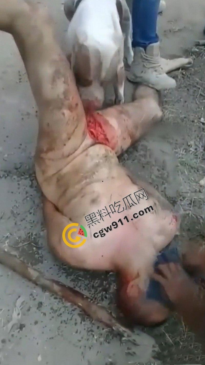 墨西哥城黑帮刑事件:裸男遭受斗牛犬撕咬生吞下体生殖器,画面血腥到令人作呕! 第6张 墨西哥城黑帮刑事件:裸男遭受斗牛犬撕咬生吞下体生殖器,画面血腥到令人作呕! 第6张