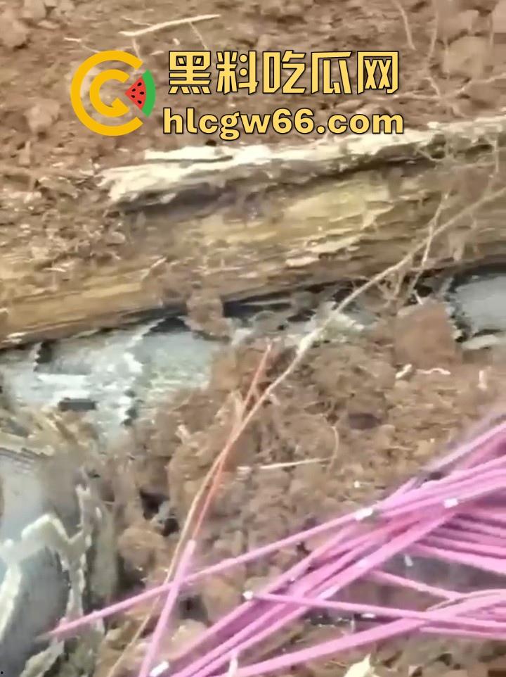 广西迁坟扫墓 棺材内惊现大蟒蛇 尸体被吃光 场面毛骨悚然 果然恐怖电影都源于现实啊！  第2张