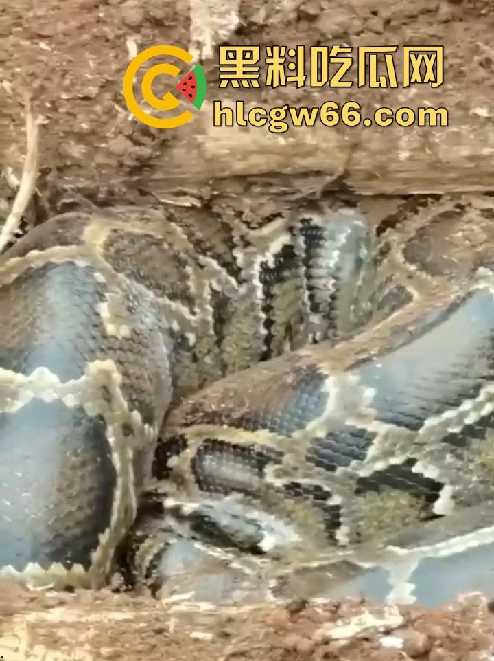 广西迁坟扫墓 棺材内惊现大蟒蛇 尸体被吃光 场面毛骨悚然 果然恐怖电影都源于现实啊！  第3张