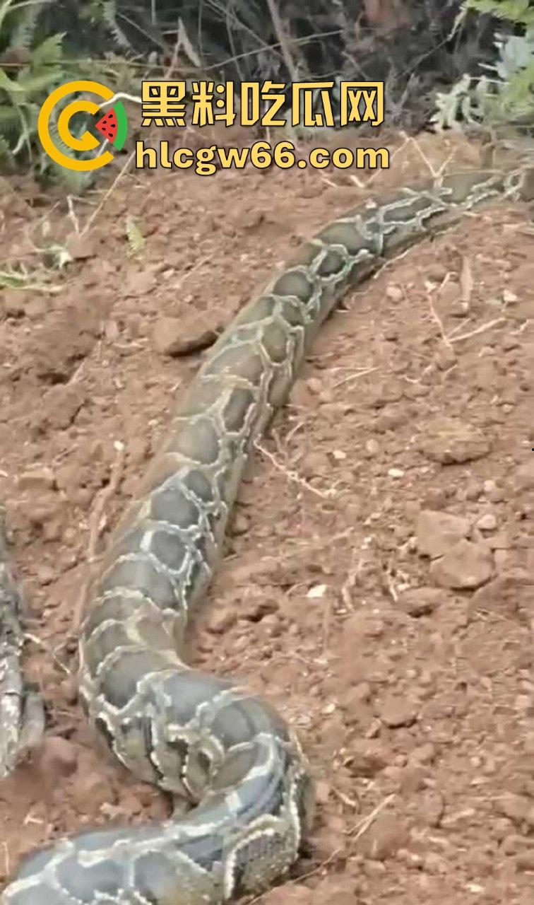 广西迁坟扫墓 棺材内惊现大蟒蛇 尸体被吃光 场面毛骨悚然 果然恐怖电影都源于现实啊！  第4张