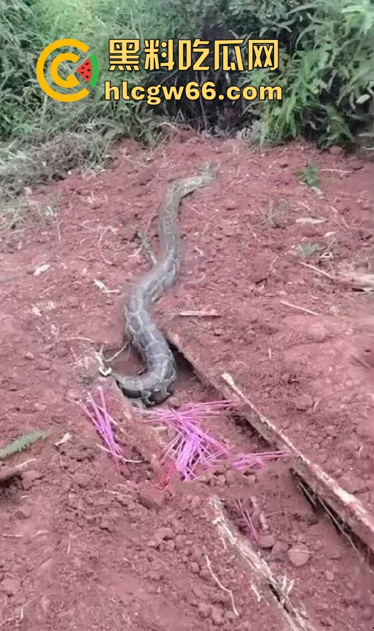 广西迁坟扫墓 棺材内惊现大蟒蛇 尸体被吃光 场面毛骨悚然 果然恐怖电影都源于现实啊！  第5张