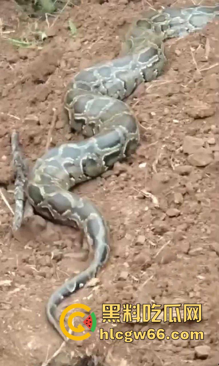 广西迁坟扫墓 棺材内惊现大蟒蛇 尸体被吃光 场面毛骨悚然 果然恐怖电影都源于现实啊！  第6张