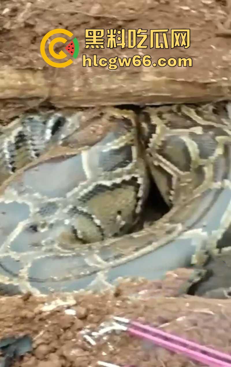 广西迁坟扫墓 棺材内惊现大蟒蛇 尸体被吃光 场面毛骨悚然 果然恐怖电影都源于现实啊！  第7张