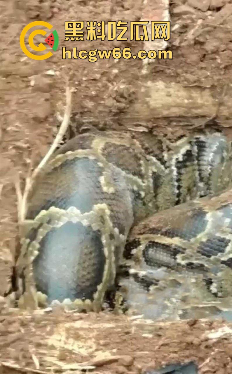 广西迁坟扫墓 棺材内惊现大蟒蛇 尸体被吃光 场面毛骨悚然 果然恐怖电影都源于现实啊！  第8张