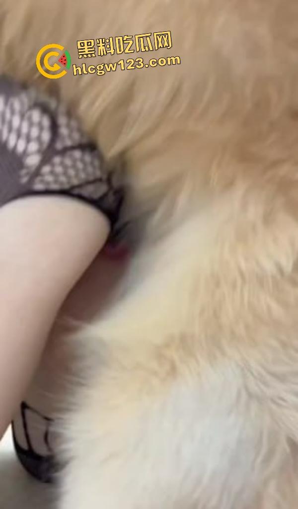 华中科技大学博士【秦妮】连体黑丝被金毛后入肥B叫声，男友在一旁被狗“绿”得真过瘾！  第2张