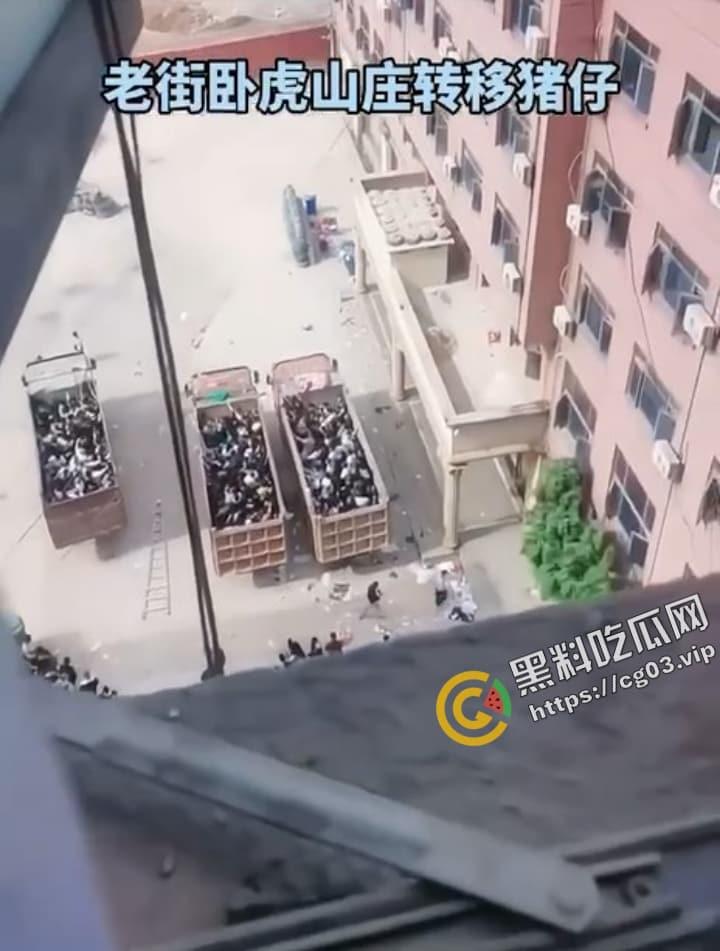 缅甸 电诈集团 卧虎山庄 屠杀中国人事件 用垃圾车大规模转移猪仔 简直人性泯灭! 第10张 缅甸 电诈集团 卧虎山庄 屠杀中国人事件 用垃圾车大规模转移猪仔 简直人性泯灭! 第10张