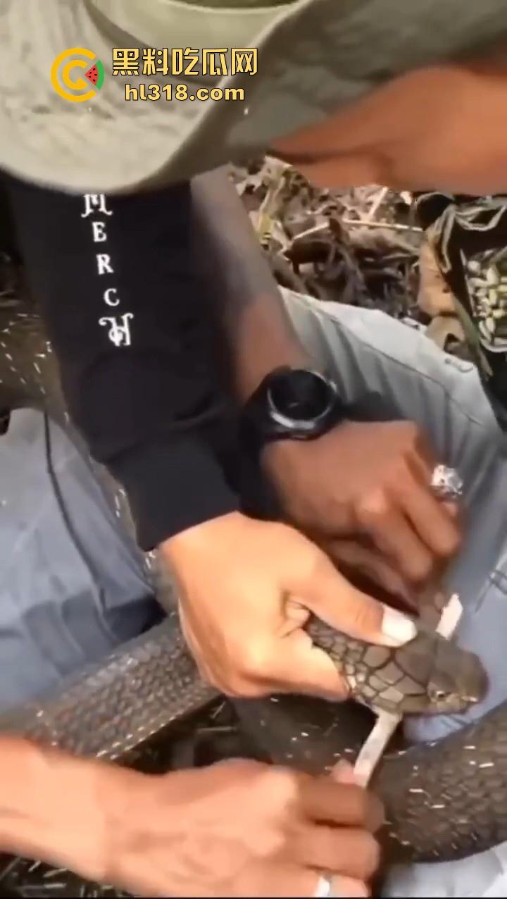 上山采蘑菇偶遇眼镜蛇咬鸡巴，透过裤子咬着死死不放，这是不是感觉不能要了呀！  第7张