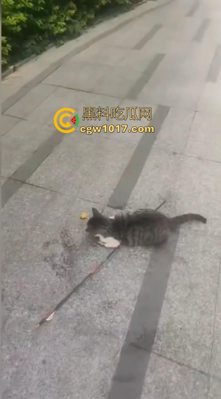 广东揭阳缔景城小区有人虐猫，深夜拿弓箭弓弩射小区小猫咪，在小区乱射箭，如入无人之境，今天敢射猫明天就敢射人！  第8张