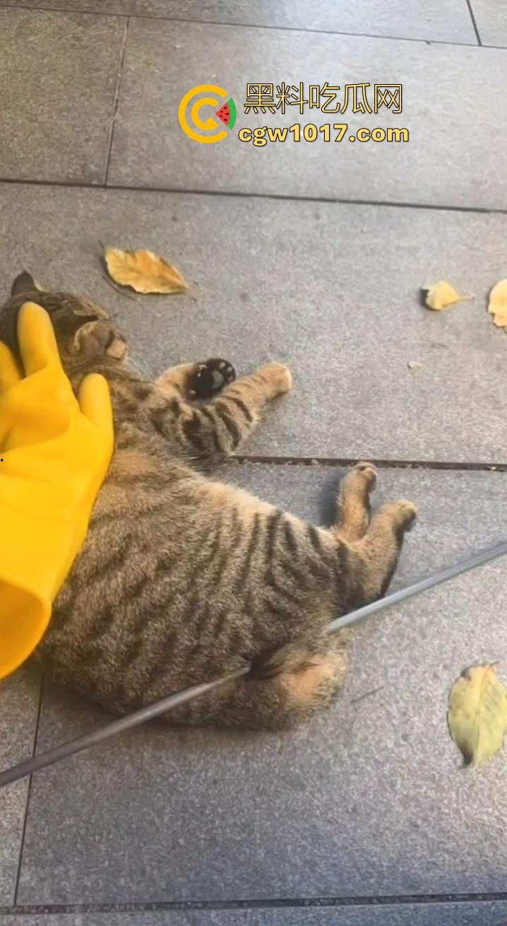 广东揭阳缔景城小区有人虐猫，深夜拿弓箭弓弩射小区小猫咪，在小区乱射箭，如入无人之境，今天敢射猫明天就敢射人！  第10张