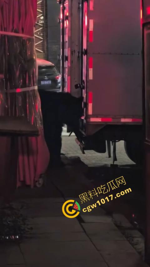 惊讶！宝清市街头惊现巨熊，警察开枪击毙，血洒街头，网友热议动物保护与城市安全！  第1张