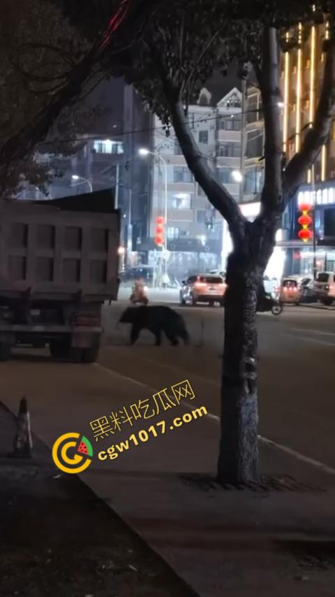 惊讶！宝清市街头惊现巨熊，警察开枪击毙，血洒街头，网友热议动物保护与城市安全！  第2张