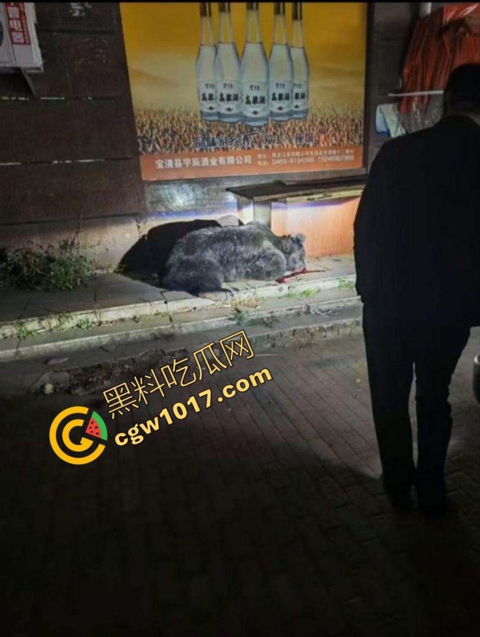 惊讶！宝清市街头惊现巨熊，警察开枪击毙，血洒街头，网友热议动物保护与城市安全！  第9张