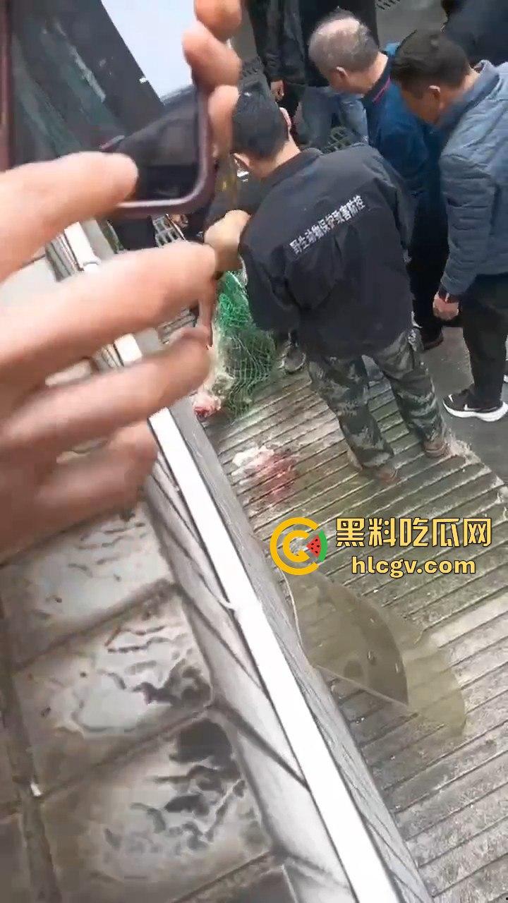 网友投稿浙江建德新安江惊现大野猪！早上9点横冲直撞，场面惊险万分！  第1张