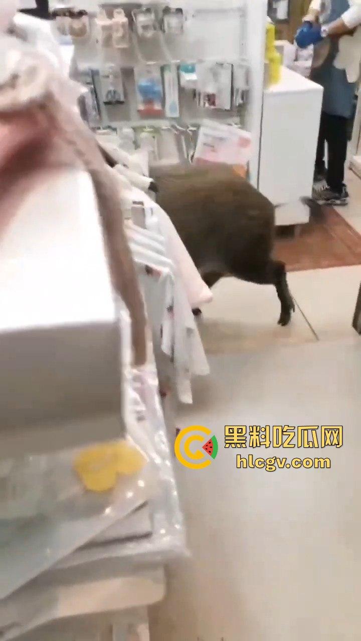 网友投稿浙江建德新安江惊现大野猪！早上9点横冲直撞，场面惊险万分！  第2张