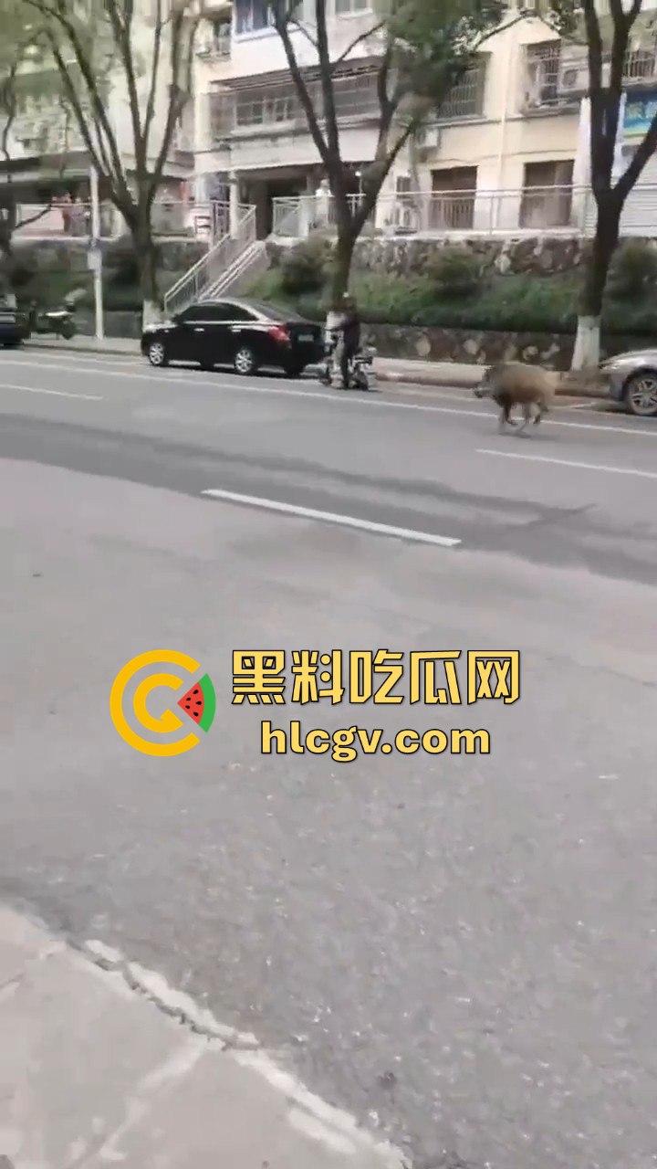 网友投稿浙江建德新安江惊现大野猪！早上9点横冲直撞，场面惊险万分！  第3张