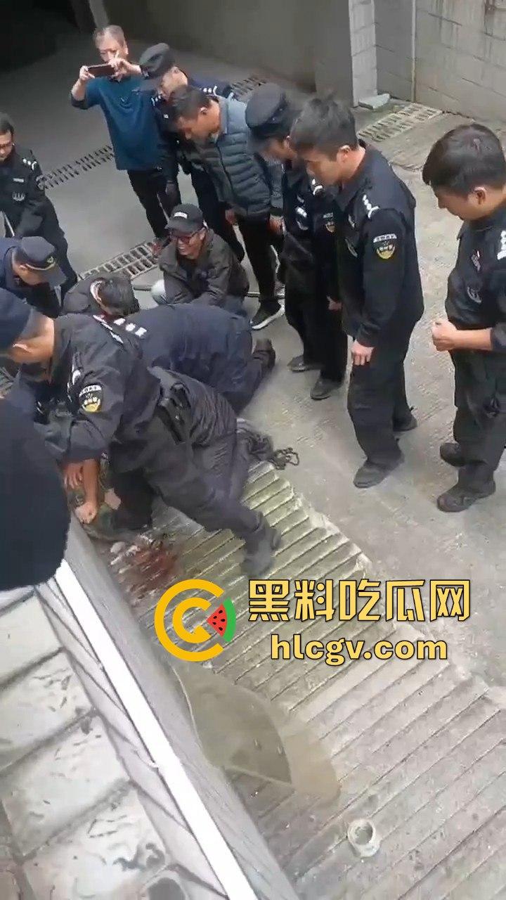 网友投稿浙江建德新安江惊现大野猪！早上9点横冲直撞，场面惊险万分！  第4张