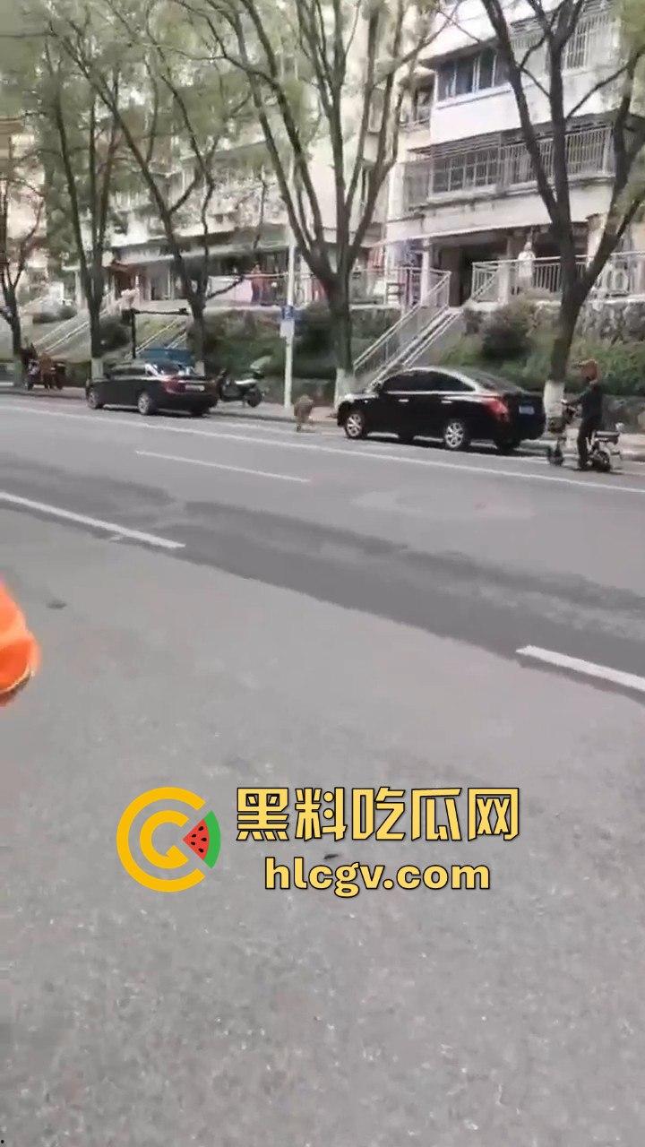 网友投稿浙江建德新安江惊现大野猪！早上9点横冲直撞，场面惊险万分！  第6张