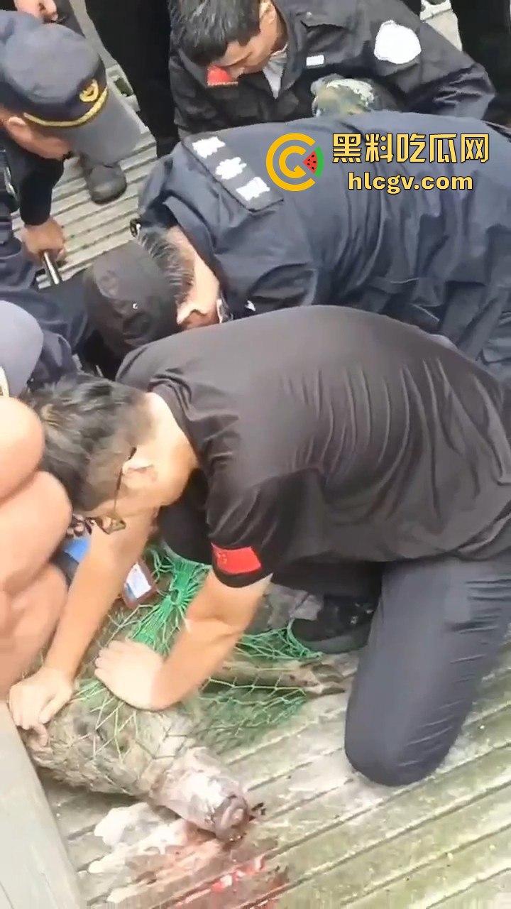 网友投稿浙江建德新安江惊现大野猪！早上9点横冲直撞，场面惊险万分！  第9张