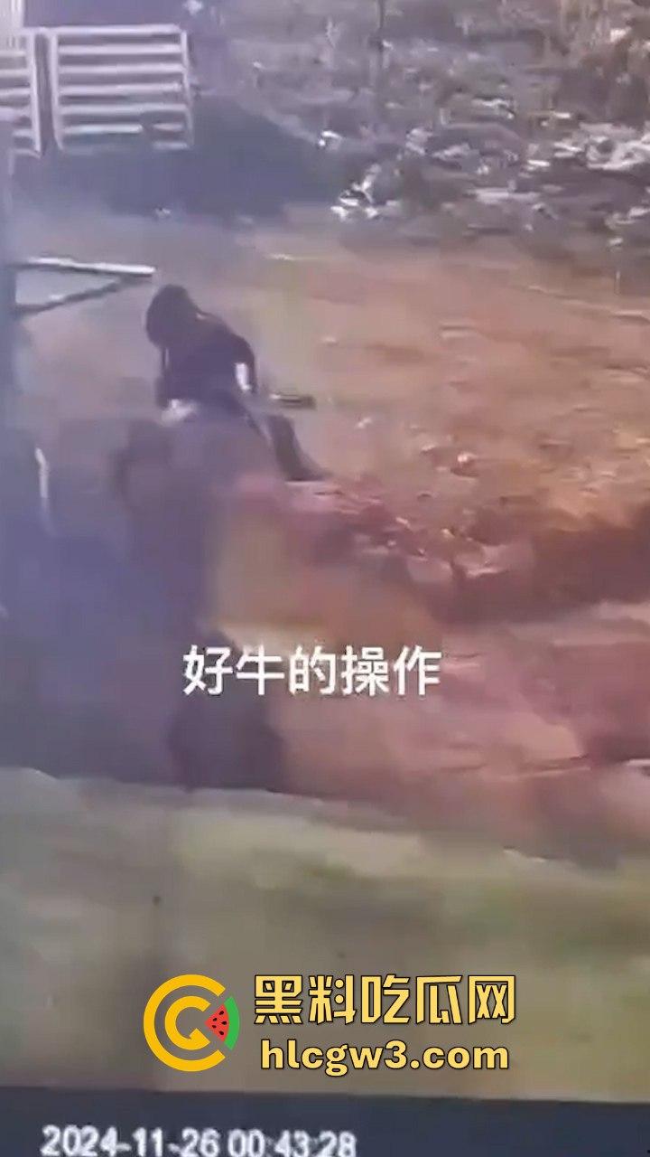 真实操兽：饥渴小哥不吹牛逼操牛逼 拔屌暴插大母牛 省钱免费逼还大 论狠人你是第一人！  第2张