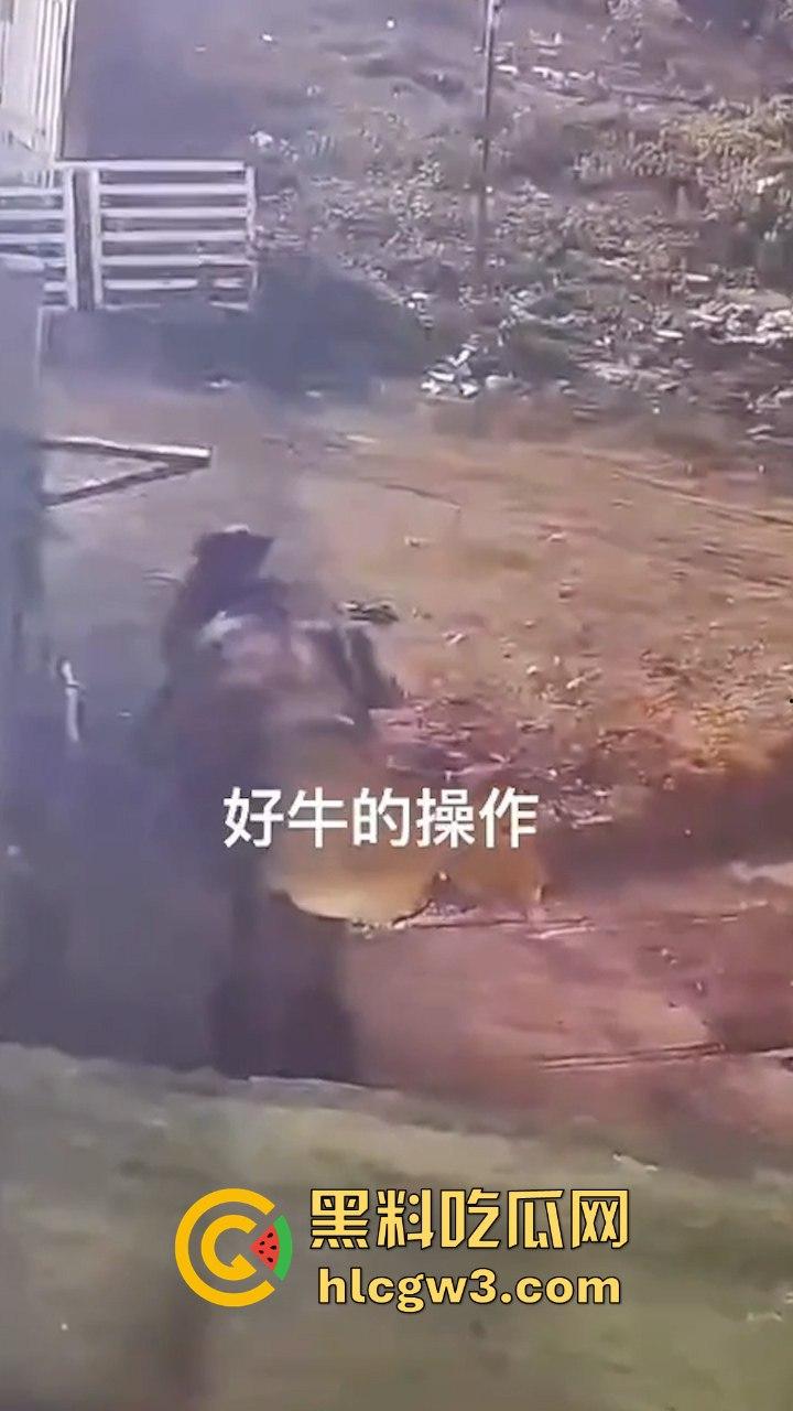 真实操兽：饥渴小哥不吹牛逼操牛逼 拔屌暴插大母牛 省钱免费逼还大 论狠人你是第一人！  第4张