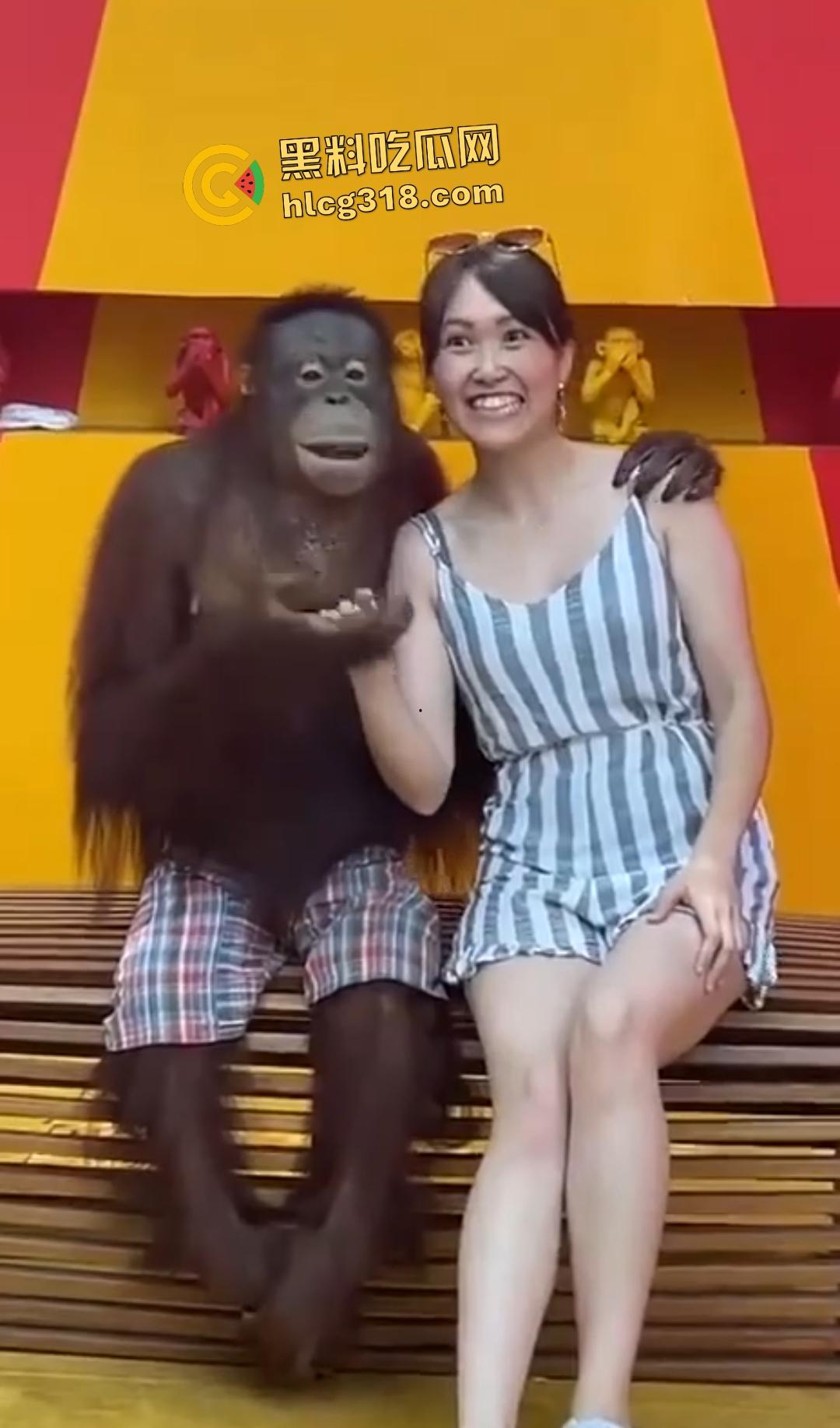 美女与猩猩合照遭“性”骚扰！亲脸抓奶牵手搞得美女笑得合不拢嘴！下辈子我也要当猩猩！  第1张