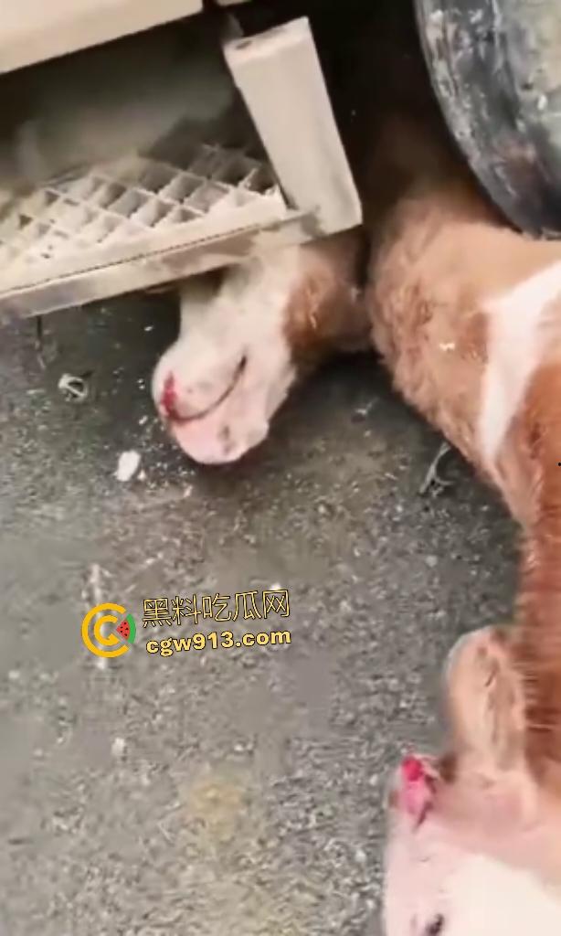 黑龙江货车狂飙撞扁16头活牛，尸体拉长成肉泥，丢草丛无人收，这下司机要赔得血本无归！  第5张